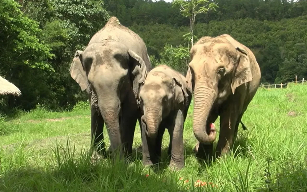 She Thought It Was Just a Walk—But When She Sees Where They’re Taking Her, It’s Impossible Not to Cry!