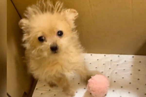 A Heartwarming Rescue: From Desperation to Hope
