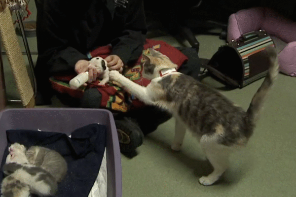 Momma Cat’s Miracle: She Saves a Dying Puppy in the Most Heartwarming Way